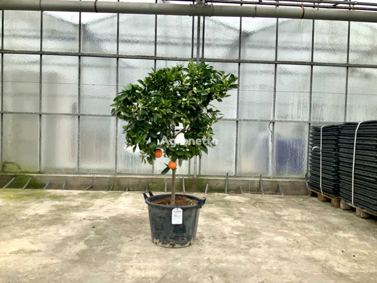 bụi cây cảnh sinaasappelboom (Citrus Sinensis)