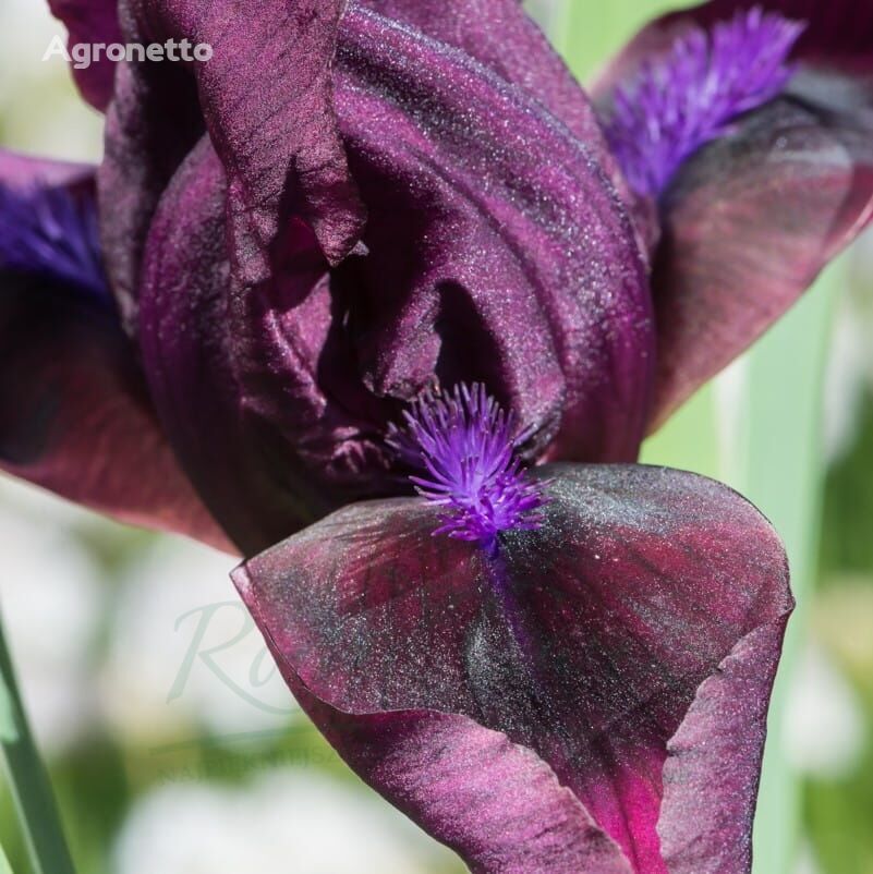 Iris Low Pastel quyến rũ Iris Pumila